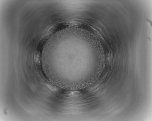 X0000099480663200805091610