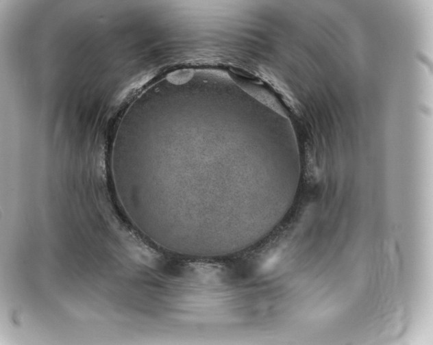 X0000099480681200805091609