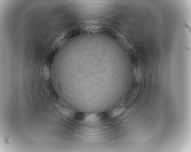 X0000099480705200805091609