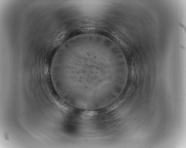 X0000099480711200805091609