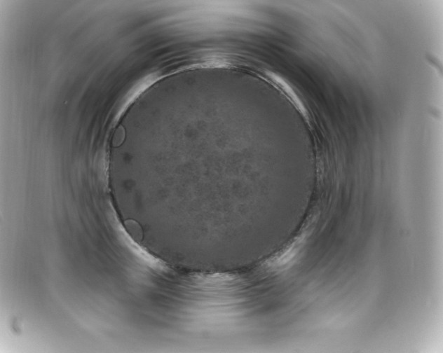 X0000099480851200805091607