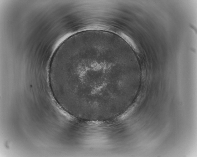 X0000099480854200805091607