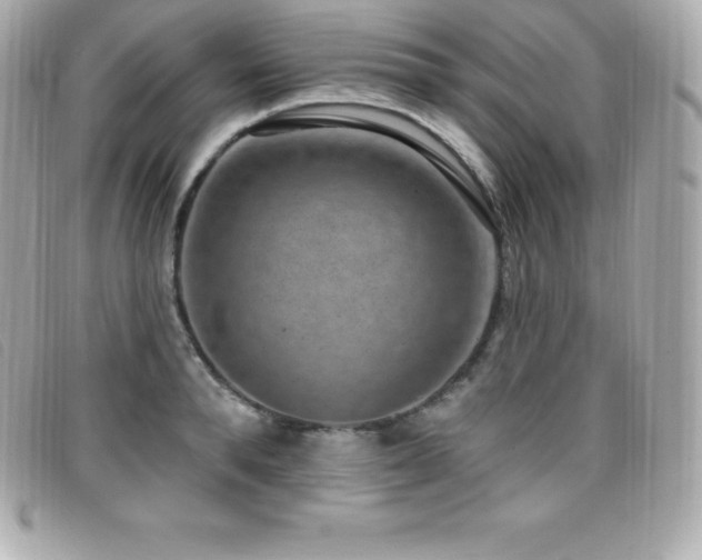 X0000099480896200805091606