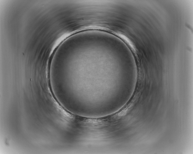 X0000099480910200805091606