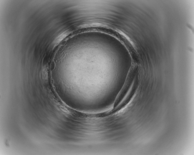 X0000099480921200805091605