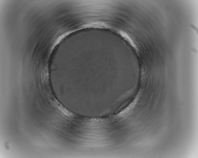 X0000099480923200805091605