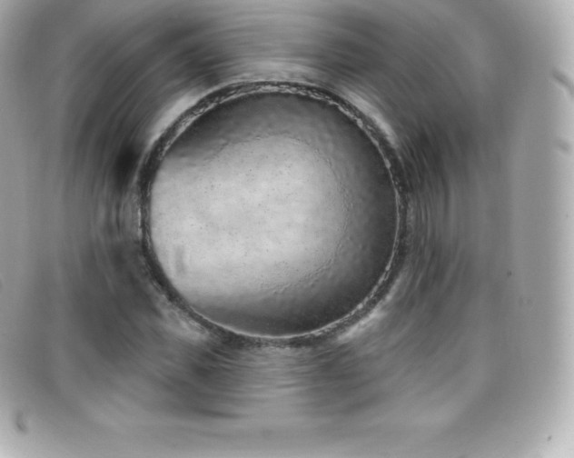 X0000099480925200805091605