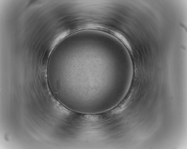 X0000099480954200805091606