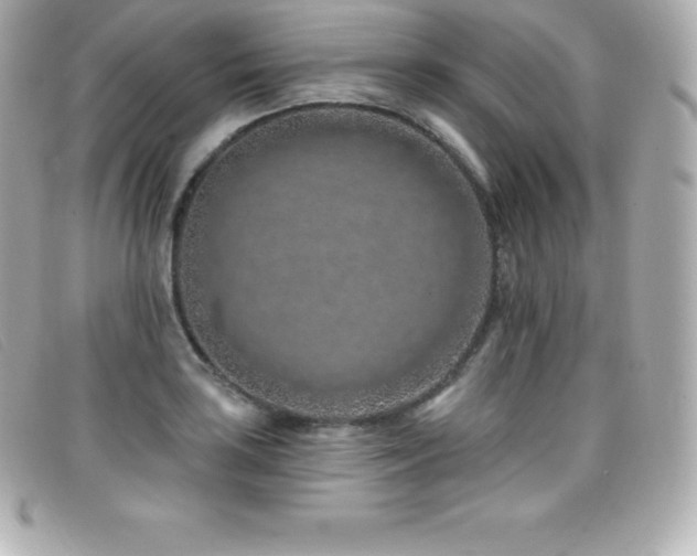 X0000099481035200805091604