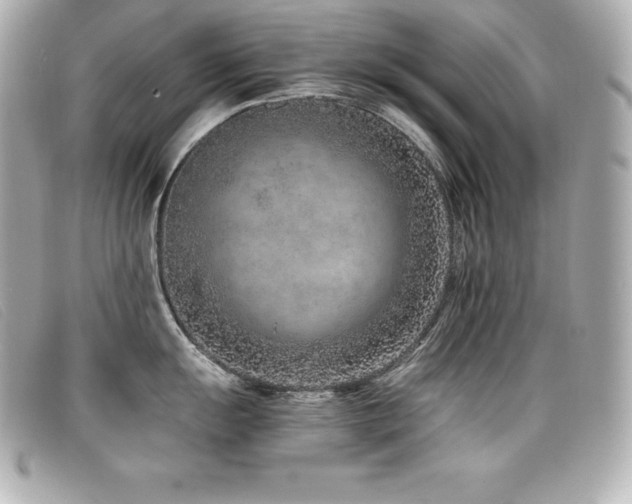 X0000099481055200805091605