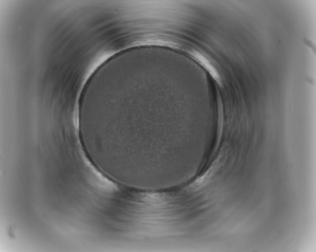 X0000099481084200805091603