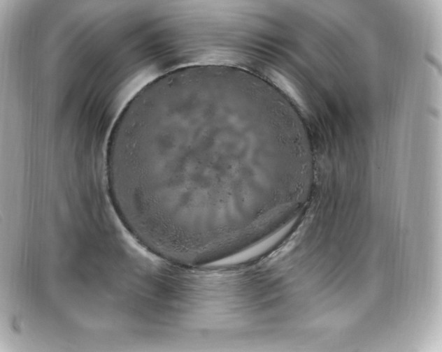 X0000099481087200805091603