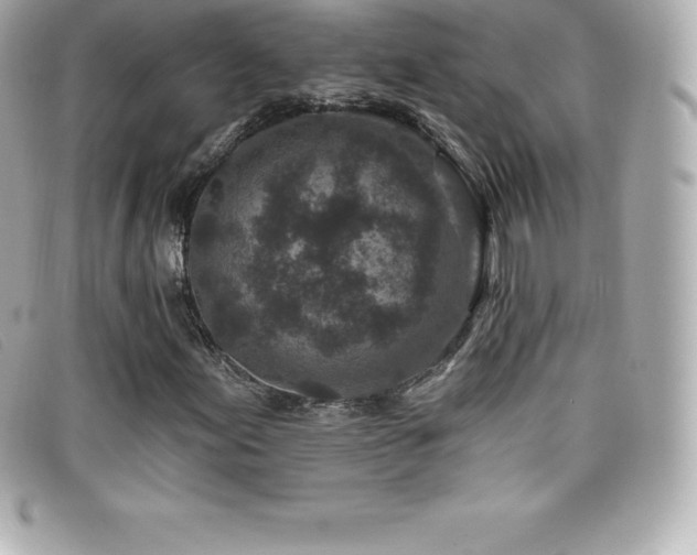 X0000099481155200805091602