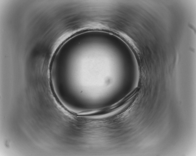 X0000099481335200805091600