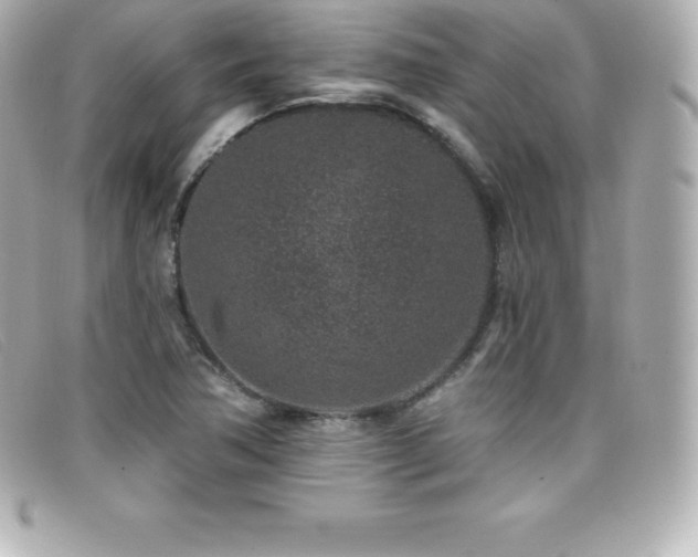 X0000099481362200805091559