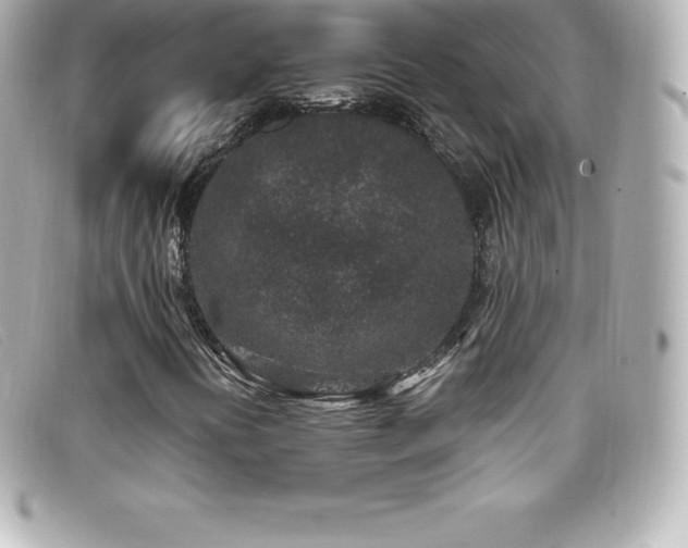 X0000099481394200805091558