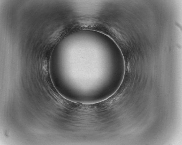 X0000099481396200805091558