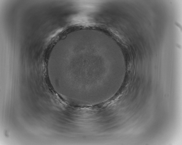 X0000099481398200805091558