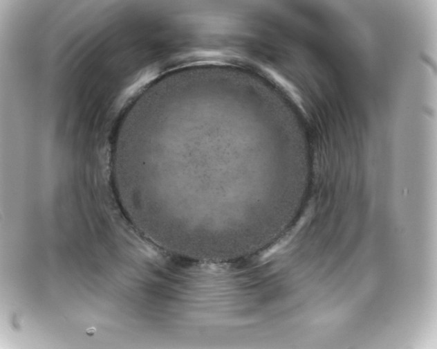 X0000099481411200805091558