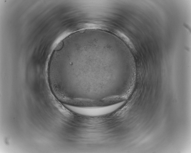 X0000099481427200805091559