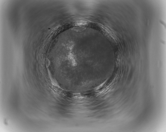 X0000099481441200805091558
