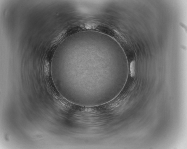 X0000099481443200805091558