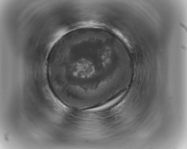 X0000099481463200805091558