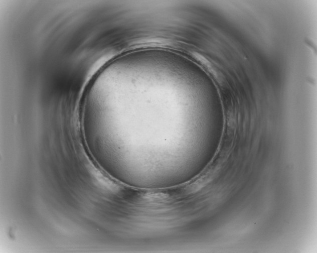 X0000099481466200805091558