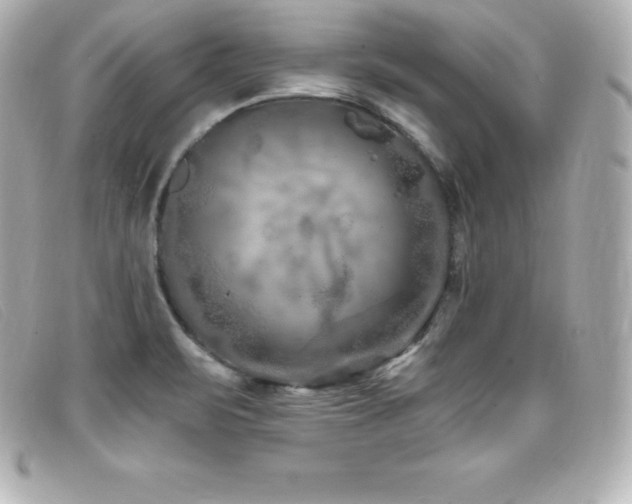 X0000099481471200805091558