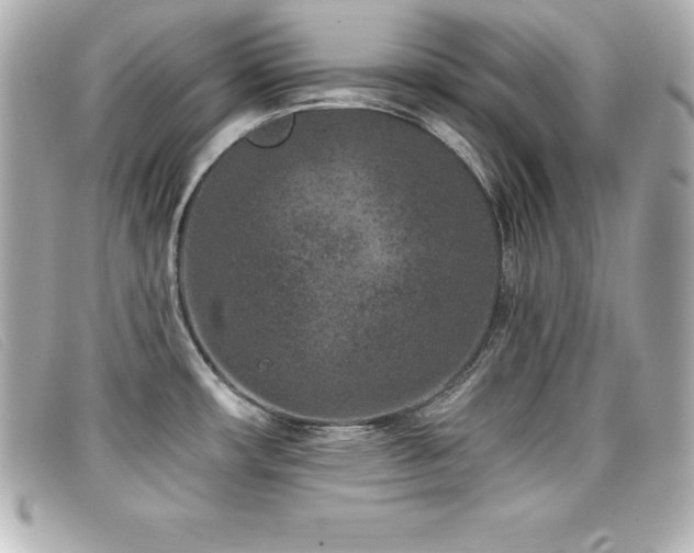 X0000099481482200805091558