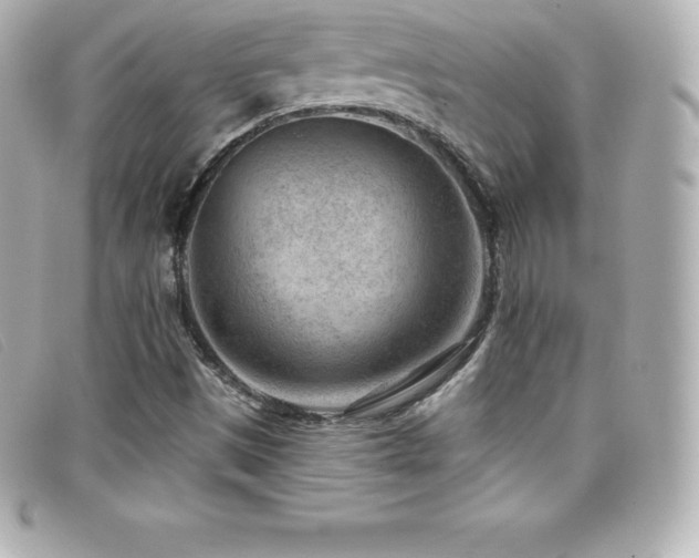 X0000099481497200805091557