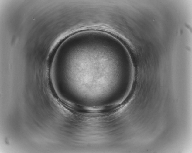 X0000099481506200805091557