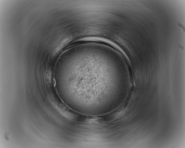 X0000099480072200805161145