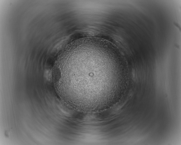 X0000099480177200805161143