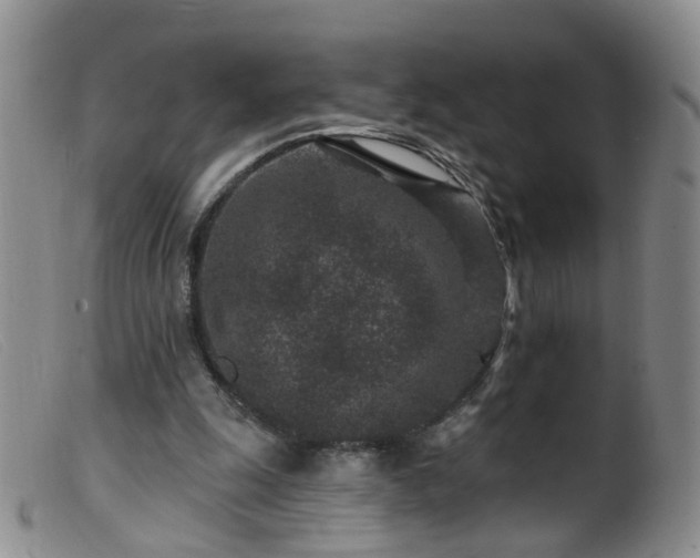 X0000099480247200805161141
