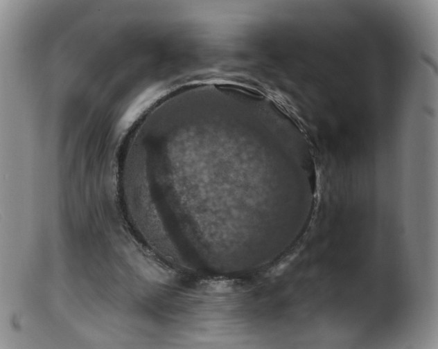 X0000099480295200805161141