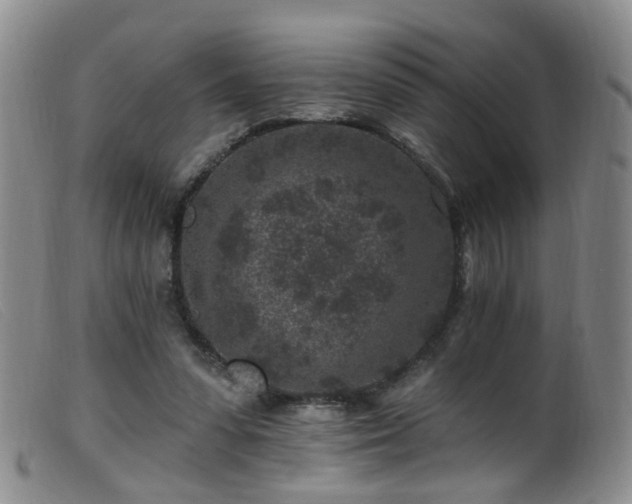 X0000099480303200805161141
