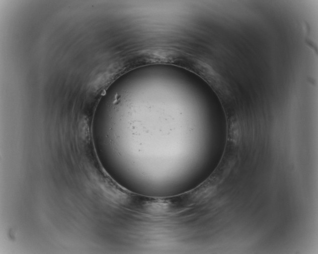 X0000099480318200805161141