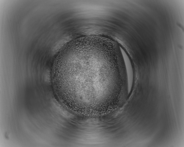 X0000099480353200805161140