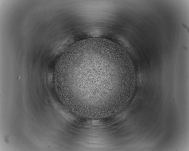 X0000099480365200805161140