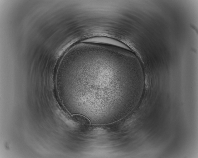 X0000099480390200805161140