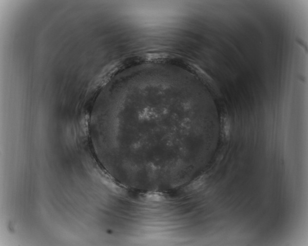X0000099480475200805161139