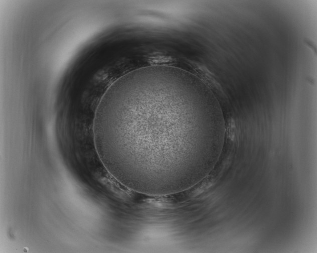 X0000099480763200805161135