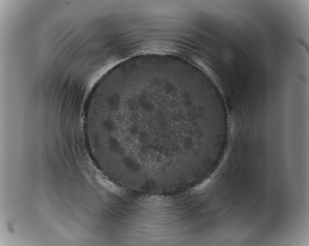 X0000099480779200805161134