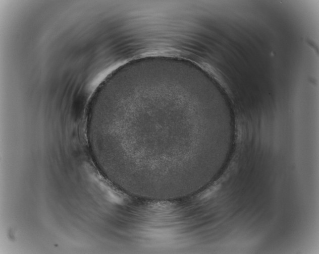 X0000099480830200805161133