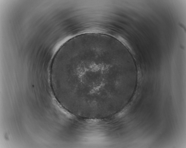 X0000099480854200805161133