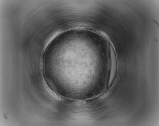 X0000099480859200805161133