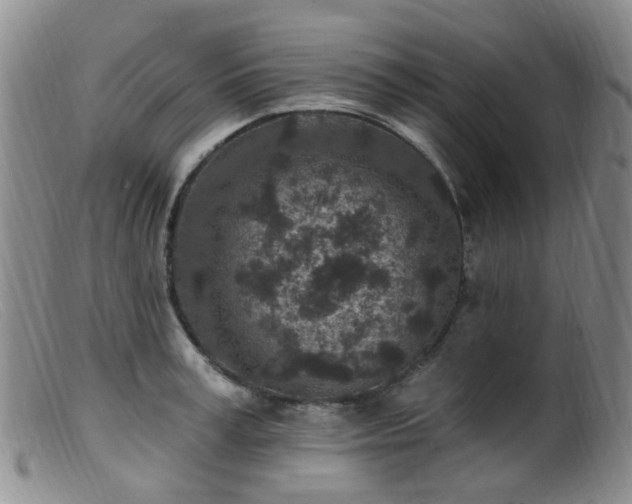 X0000099480995200805161130