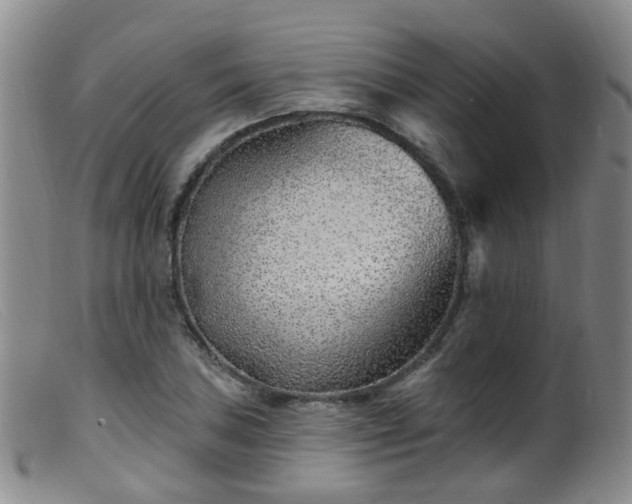 X0000099481027200805161130