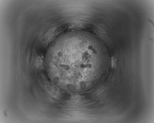 X0000099481059200805161129